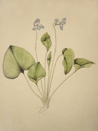 Viola_03